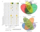 研究揭示高产土壤具有高的碳氮资源利用效率及其机制