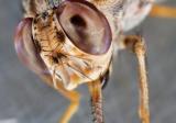 采采蝇新的分选技术带来更有效的害虫防治