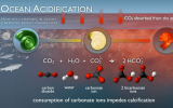 利用核技术应对二氧化碳排放增加导致的海洋酸化问题
