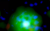 ESA发布新图像展示“此前在X射线光下从未见过的新型恒星”