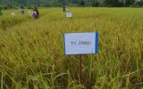 利用核技术改进土壤和养分管理措施可提高老挝的水稻产量