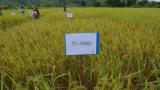 利用核技术改进土壤和养分管理措施可提高老挝的水稻产量