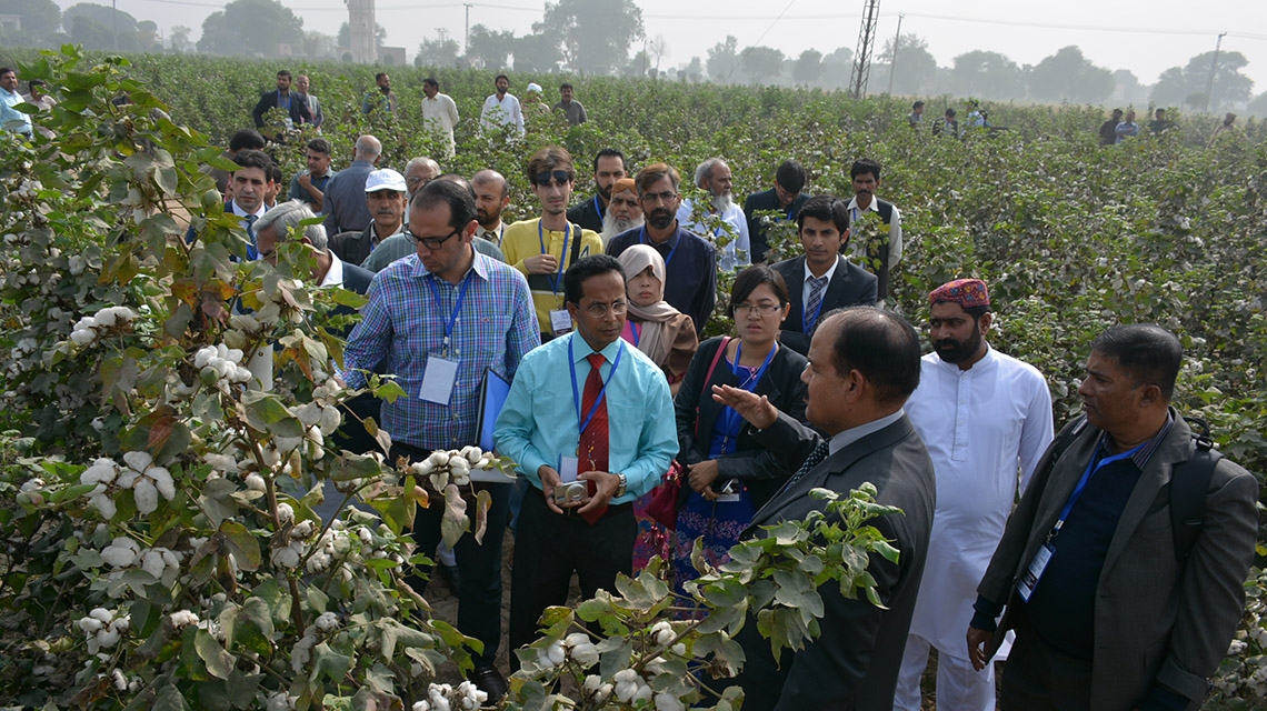 巴基斯坦利用核技术提高棉花耐受性 应对气候变化对产量的影响