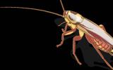 大量研究证明，蟑螂具有出色的抗辐射能力!
