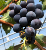 吃葡萄可能是抵御紫外线对皮肤伤害的一种方法