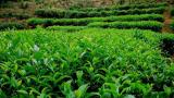 辐射海藻酸钠可以提高茶树的生产力和抗真菌能力