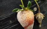 电子加速器辐照降解草莓中异菌脲和腐霉利残留的研究