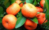 “网红”柑橘发展迅猛 还有经过辐射诱变处理的新品种！