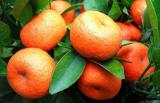 “网红”柑橘发展迅猛 还有经过辐射诱变处理的新品种！