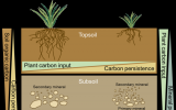 中科院植物所土壤碳稳定机制研究取得进展