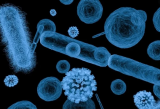 X射线软显微镜显示病毒病原体如何渗透人体细胞