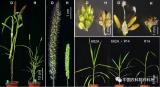 中国农业科学院成功诱导获得谷子单倍体