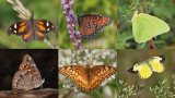 借助IAEA数据库和稳定同位素方法研究六种蝴蝶的迁徙