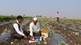 印度农民使用新的土壤有机碳检测试剂盒确定土壤成分