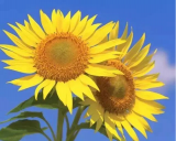 <p>治病救人的“金钥匙”—-协和“硬核”团队打造全国领先的核医学</p>
