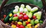 航天育种：平谷南宅庄户村今年种出了“彩虹西红柿”