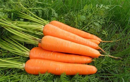 太空育种，究竟是什么神奇育种术?