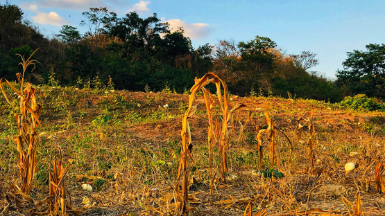 荒漠化和干旱日:核技术在防治荒漠化和支持恢复方面的作用