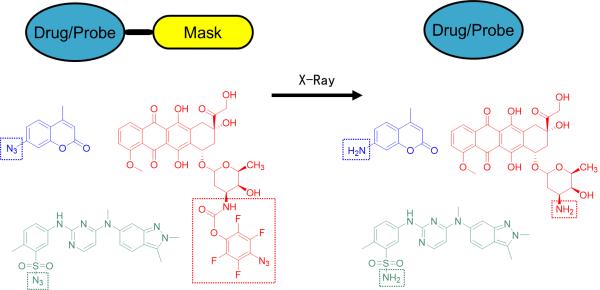 深圳先进院等在医用放射治疗X射线激活抗肿瘤药物研究中获进展