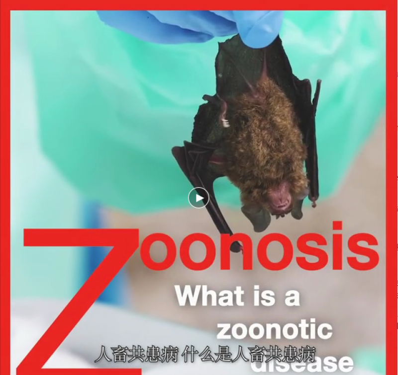 人畜共患病：什么是人畜共患病?
