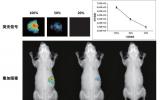 利用先进的X射线技术研究人员首次对整个小鼠大脑进行了成像