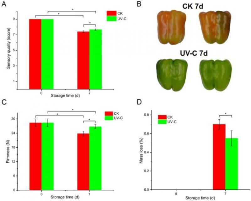 北京市农林科学院揭示紫外线辐照调控青椒果实采后成熟衰老新机制