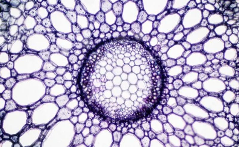 中国科大在原子级催化剂设计与同步辐射表征中取得新进展