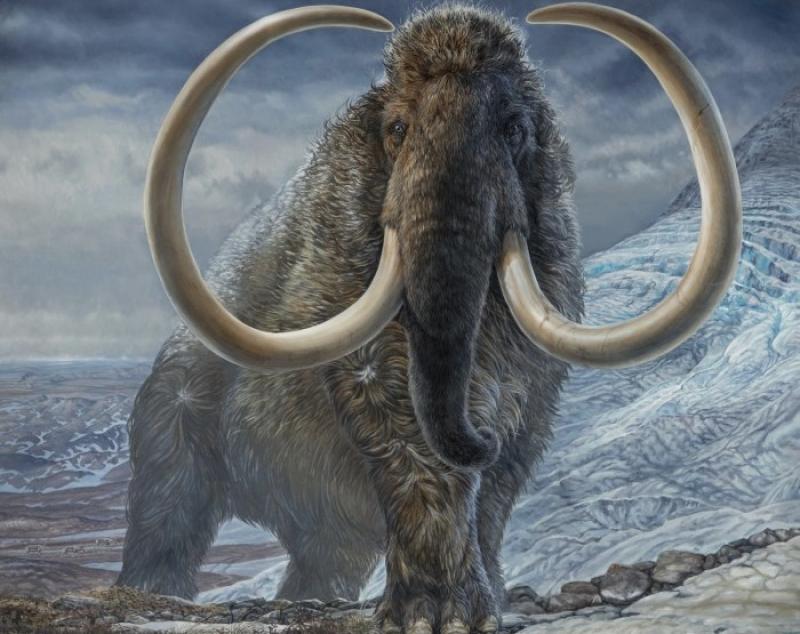 同位素揭示了北极猛犸象不可思议的一生旅程