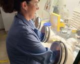 钍-228的供应对医疗应用的研究已经成熟