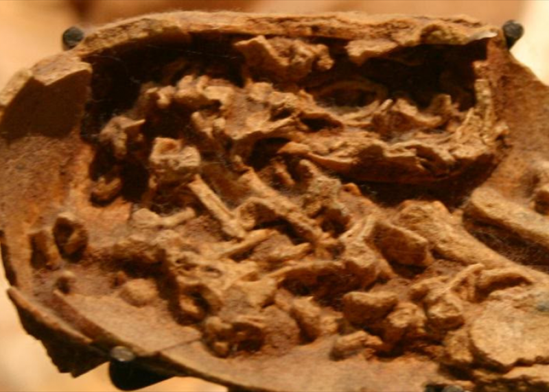 你所不知道的同步辐射：恐龙称霸地球的秘诀，竟是牙齿自带避震器？