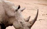 阻止偷猎犀牛的放射性同位素项目顺利完成第一阶段