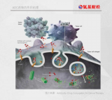 引爆千亿市场核引擎，ADC药物最强核药“弹头”在哪里？
