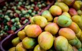 美国芒果市场向哥伦比亚开放 需经植物检疫处理