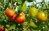 运用氮稳定同位素技术鉴别有机番茄