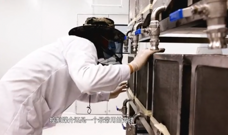 东莞有家“蚊子工厂”：用核技术给蚊子做“绝育手术”