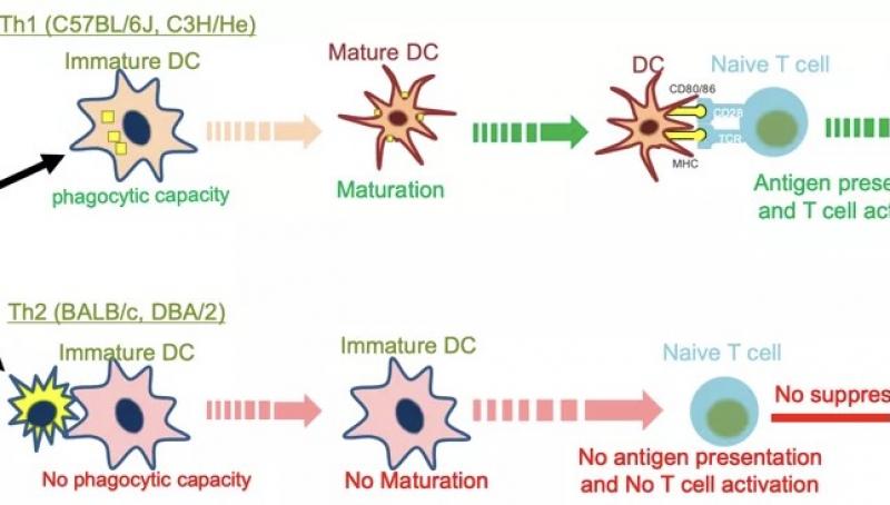 原子能院首次在顶级期刊“红皮杂志”发表论文