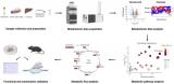 稳定同位素，如何联动代谢组学研究？