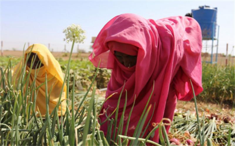 原子能机构和非盟加强核应用促进非洲发展合作