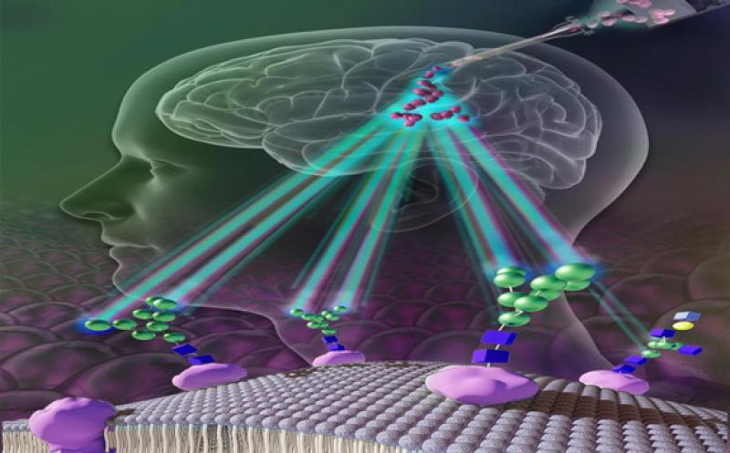Nature子刊新技术：无需化学“标签”，用“糖”追踪大脑中的干细胞