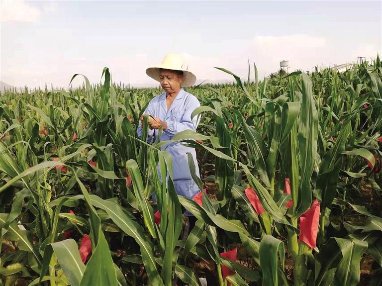 窦秉德在海南的育种基地。照片由窦秉德科研团队提供