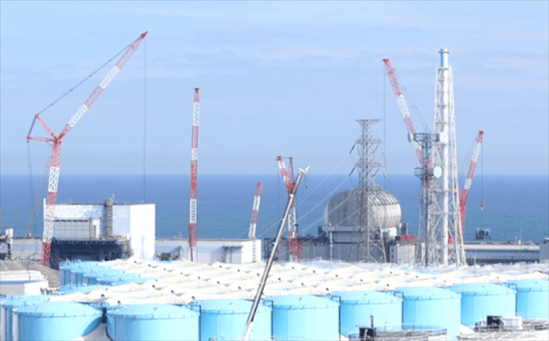 福岛捕捞的石斑鱼仍超过放射性限值