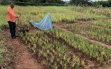 国际原子能机构和粮农组织帮助桑给巴尔种植更多的水稻