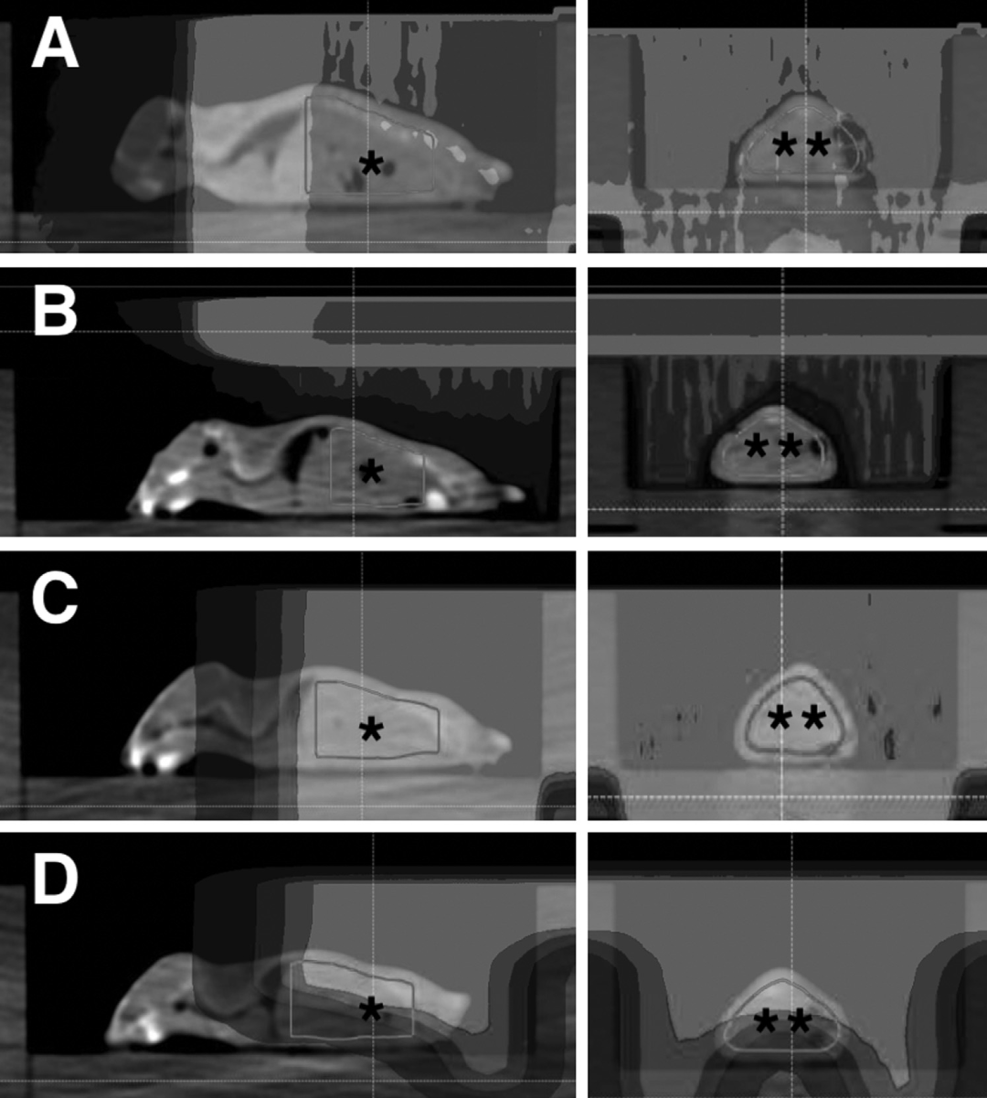 图3. (A)左图: 矢状位CT图像显示动物卵巢被均匀传输1.8 Gy剂量。右图: 冠状位。(B)左图: 矢状位CT图像显示显示动物卵巢未受到超出SOBP的照射。右图: 冠状位。(C)左: 矢状位CT图像显示动物卵巢被均匀传输0.2 Gy剂量。右图: 冠状位。(D)左: 矢状位CT图像显示动物卵巢接受到小于0.2 Gy给的剂量并在SOBP远端剂量迅速下跌。右图: 冠状位。图中*表示卵巢的大致位置。