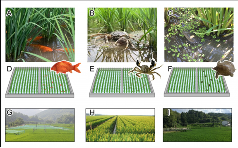 生态所陈欣-唐建军实验室在eLife上发表稻-