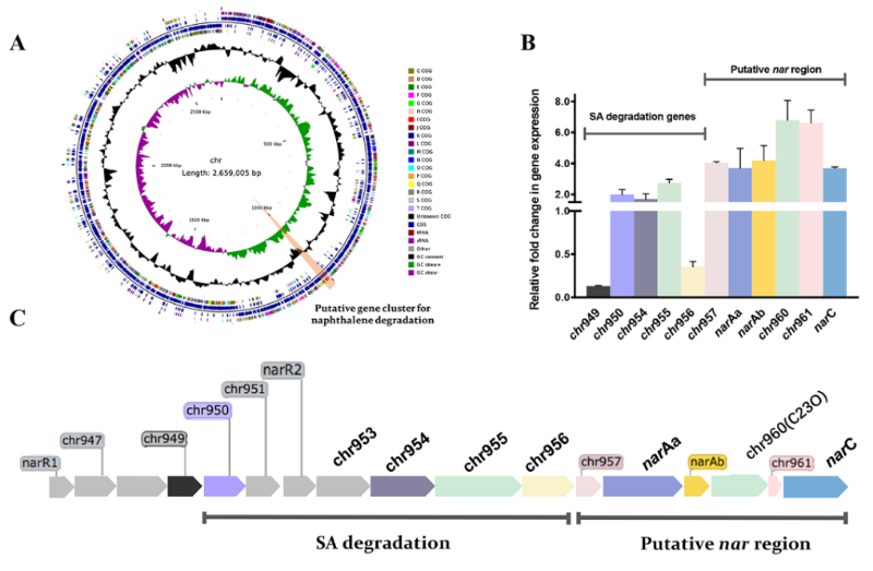图2.解氢芽孢杆菌N12的全基因组及萘代谢基因簇。菌株N12全基因组圈图（A）；推测的萘代谢基因簇的荧光定量PCR验证（B）；推测的萘代谢基因簇（C）（Qiu et al., 2022）