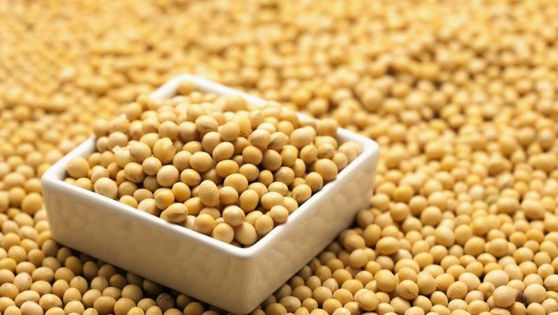 种质创新的“中国芯” 豆花香飘了黑土地