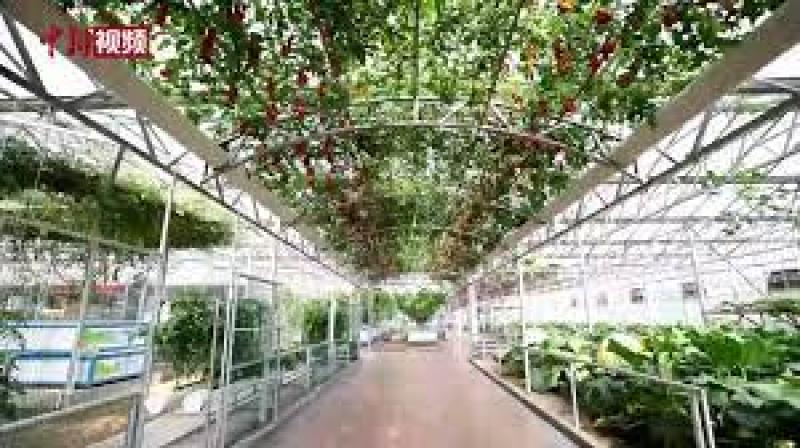 山东寿光：“太空元素”点亮菜博会，模拟宇宙环境航天育种蔬菜