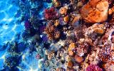 以色列科学家用新的 3D 打印方法改造珊瑚礁