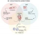 从淋巴瘤放射治疗的心脏毒性，聊聊淋巴瘤心脏保护
