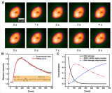 DNA损伤修复蛋白动力学研究获进展